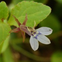 Lobelia heyneana Schult.